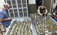 미 시카고컨벤션센터에서 철새 1000마리 떼죽음…해결 방법 찾았다