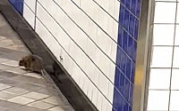 빈대 걱정만 했는데…지하철 역사서 커다란 쥐 출몰