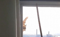 “창문에 저게 뭐지?”…서울 도심에 나타난 박쥐 ‘깜짝’