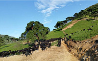 무등산 14만㎡ 목장 부지, 40년 만에 자연숲으로 복원