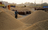 ‘세계 최대 수출국’ 인도 수출 제한에…내년에도 쌀 가격 고공행진 전망
