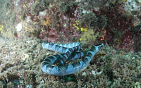 필리핀서 사는 바다뱀, 다도해해상국립공원서 첫 발견…&quot;대마난류 영향 커&quot;