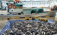 오징어 어획하는 어업인, 최대 3000만 원 긴급경영안정자금 지원