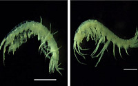 지하수 서식 신종 동굴옆새우 2종 발견…섬진강·단양동굴 등 최초 발견지로 명명