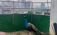 서울 주택가에 등장한 푸른 공작새…'황당' 목격자 앞 태연한 자태