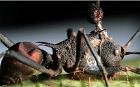 좀비 개미 막는 곰팡이 발견 &quot;개미의 뇌 지배&quot;