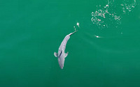 최초 발견된 ‘갓 태어난 백상아리’…‘상어 연구 성배’ 비밀 밝혀지나
