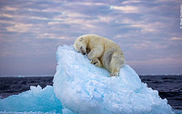아름답고 가슴 저미는 ‘북극곰 사진’…올해의 야생 사진으로 선정