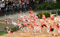 [포토]홍학들의 우아한 군무