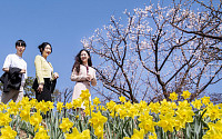 “봄꽃 빨리 핀다” 에버랜드, 하늘정원길 15일 조기 오픈
