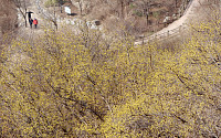 [포토] 완연한 봄, 인왕산 산수유 '활짝'