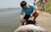 한강 초대형 물고기 '초어' 낚여, 길이 1.24m+몸무게 30kg '괴생물체 포스'
