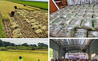 'K-라이스벨트' 아프리카 6개국서 벼 종자 2321톤 첫 수확