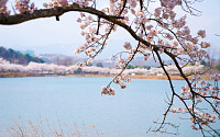 속초시, 영랑호 벚꽃 축제 기간 연장…“활짝 피면 한 번 더”