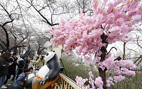 ‘벚꽃 없는 벚꽃축제’…서울 벚꽃 개화일은 내달 2일