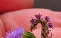 꽃으로 위장한 벌레…&quot;안보이지?&quot; 애벌레의 귀여운 숨박꼭질
