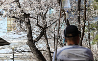 [내일 날씨]서울 벚꽃 7일 일찍 개화…낮 최고 23도