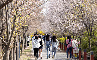 “봄꽃 향기 계속”…영등포구, 벚꽃길 통제 8일까지 연장