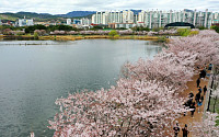 봄바람 휘날리며...전국명소 된, ‘수원 벚꽃지존’ 6곳