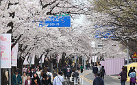 주말 서울 곳곳 ‘벚꽃 절정’…주요 명소는?