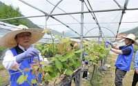 삼성생명,‘포도순따기’농어촌 봉사활동 실시