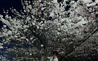서울대 출신 배우 최성준, 벚나무 올라탄 ‘벚꽃 인증샷’에 비판