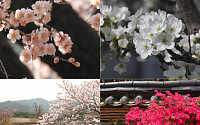 600년 전 조선 화원에 핀 꽃은?…고전 전통 화원 식물 한자리에