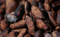 카카오 품귀에 귀한 몸 된 초콜릿...서아프리카 구조적 문제 해결 시급