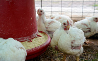 미국 소비자, 물가 부담에 소ㆍ돼지고기 대신 닭고기
