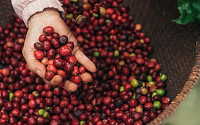 네스카페, 커피 kg당 온실가스 배출 최대 30% 감축