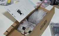고양이들 이상한 습관, 작은 상자에 3마리 꼬깃꼬깃 &quot;갑갑해&quot;