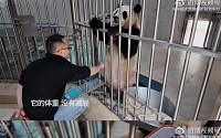 "푸바오 몸무게는 103kg" 새로운 영상 올린 중국 판다센터