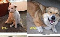 요일별 강아지 모습…"사람과 100% 싱크로율"