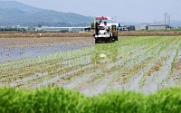 올해 벼 재배면적 최대 68.9만㏊, 쌀 생산량 5만 톤 이상 감소 전망