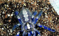 신종 동물 발견, 새 사냥하는 타란튤라 거미 '호기심 증폭'