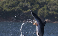 돌고래에 기생한 문어…수상 관람 즐기네