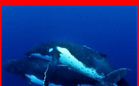 고래 짝짓기 포착, 30초간 자연의 신비에 '눈길'
