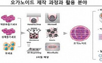 줄기세포 조합 '오가노이드' 국제표준 선점에 국표원·식약처 '맞손'