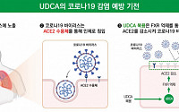 “간 기능 개선제 ‘UDCA’, 코로나 중증 33% 낮춘다”