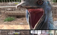 세계 적인 가장 위험한 새…'화식조' 치명적 발톱 소유