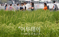 [포토]광화문 벼농사 풍년이네