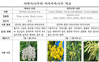 한국에는 아카시아나무는 없고 아까시나무만 있다⋯꿀도 아까시꿀로 불러야