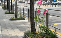 서대문구, ‘한뼘정원’으로 도심에 생기 더한다