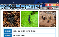 여기서도 '꺅' 저기서도 '꺅'…"익충이라도 징그러워" 러브버그, 대응 어떻게?