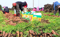 제주도 당근 파종시기 앞두고 폭염에 '비상'
