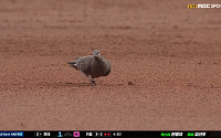 고척돔 '대타' 비둘기