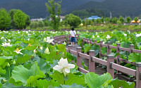 [포토뉴스] 전남 장성군 황룡강은 지금 ⋯ 백·연분홍 연꽃 만개