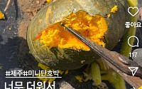 ‘찜통더위’에 제주도 단호박 밭에서 익어 ⋯ 농가 한숨