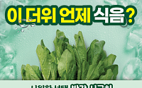 폭우·폭염에 시금치값 급등…서울시, 7000단 2990원 '반값 행사'