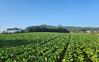 김장용 가을배추 작목전환...전남 가격 안정될까